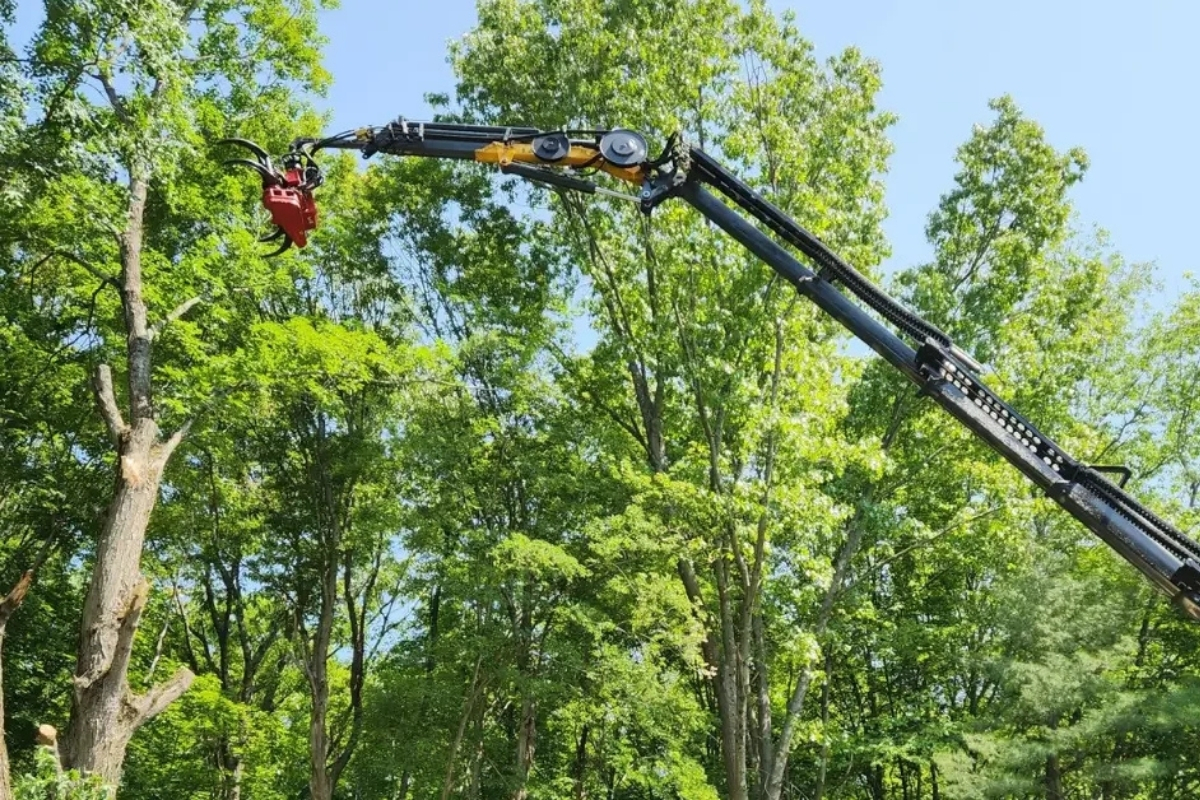 Tree Trimming & Pruning - Tree and Stump Removal Service Clear Choice New York